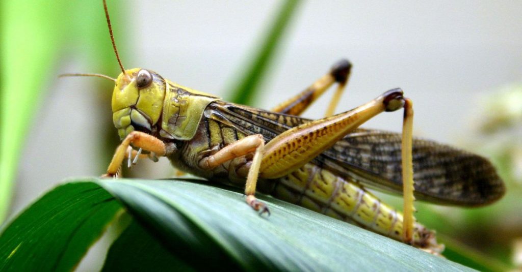 The Sound of the Locusts!